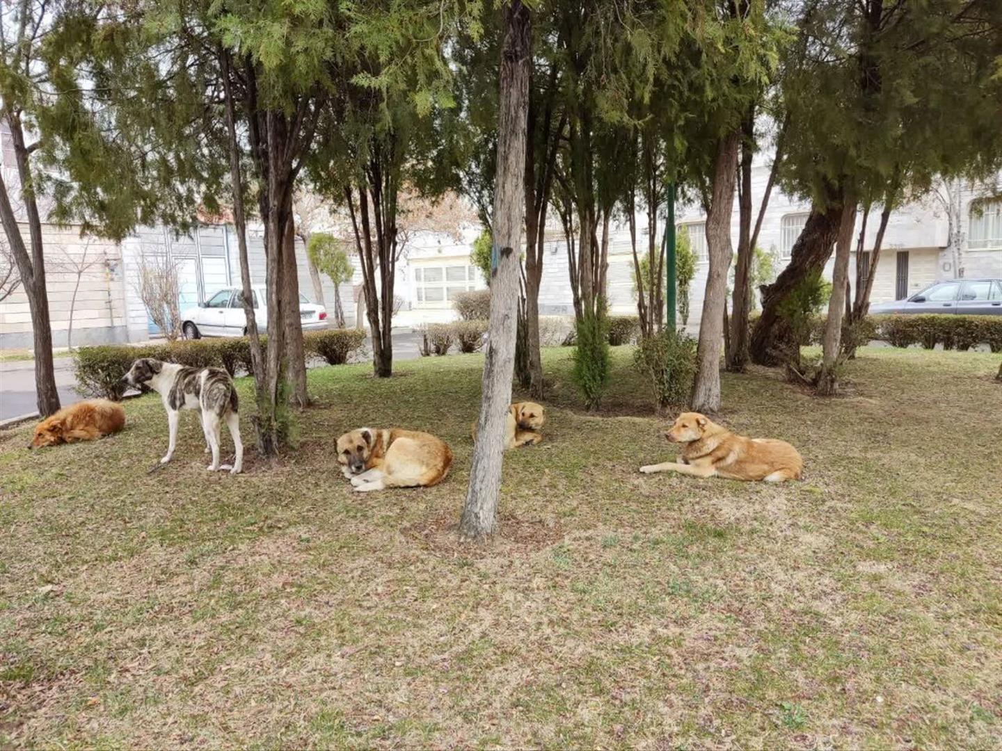 تداوم اجرای طرح زنده‌گیری سگ‌های ولگرد در ایذه با نظارت بهداشت محیط