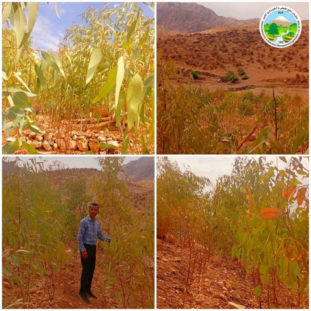 بازدید از طرح زراعت چوب در اراضی مستثنیات پلاک چهارموران ایذه