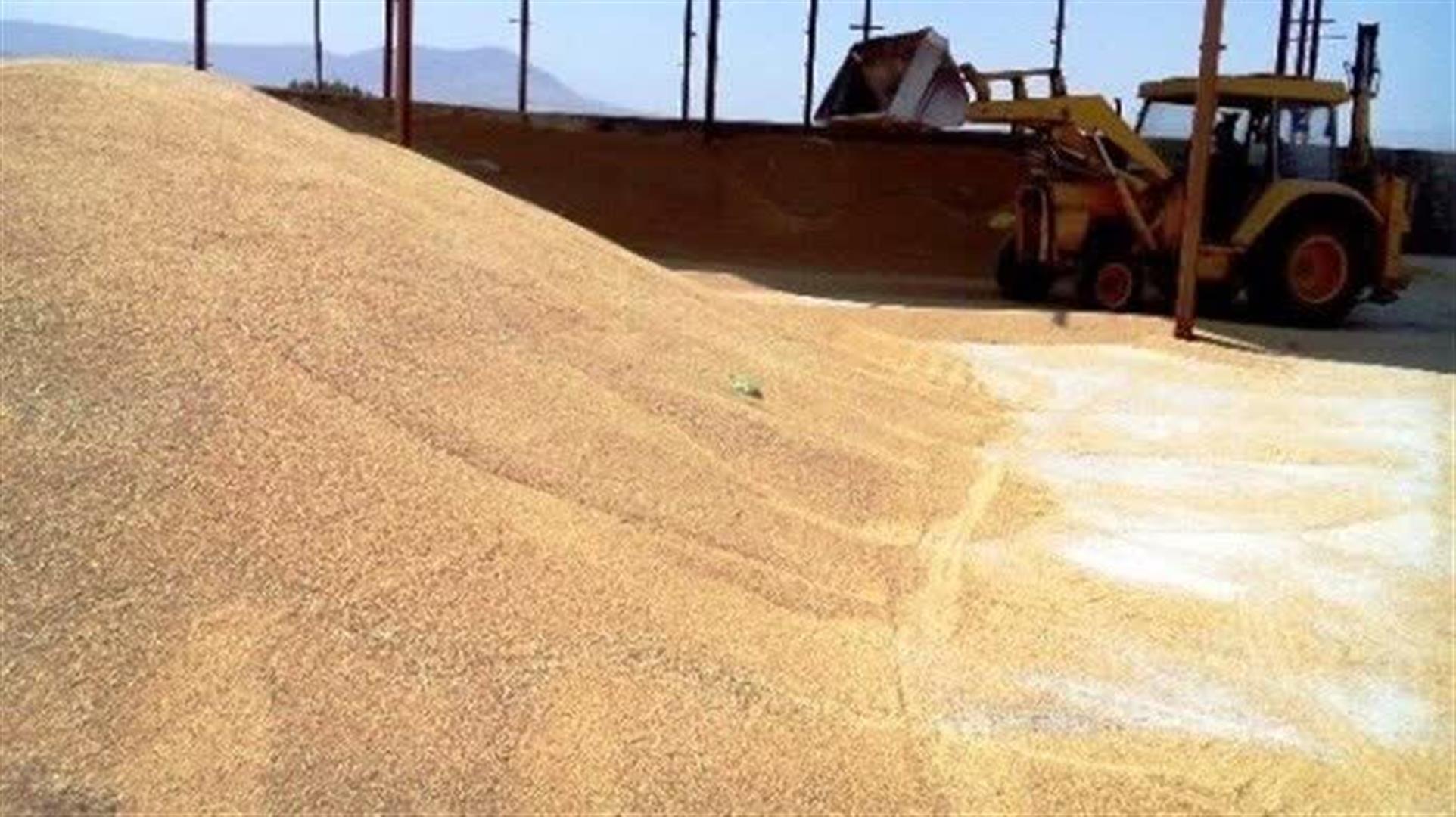 خرید بیش از 945 هزار تن گندم در خوزستان