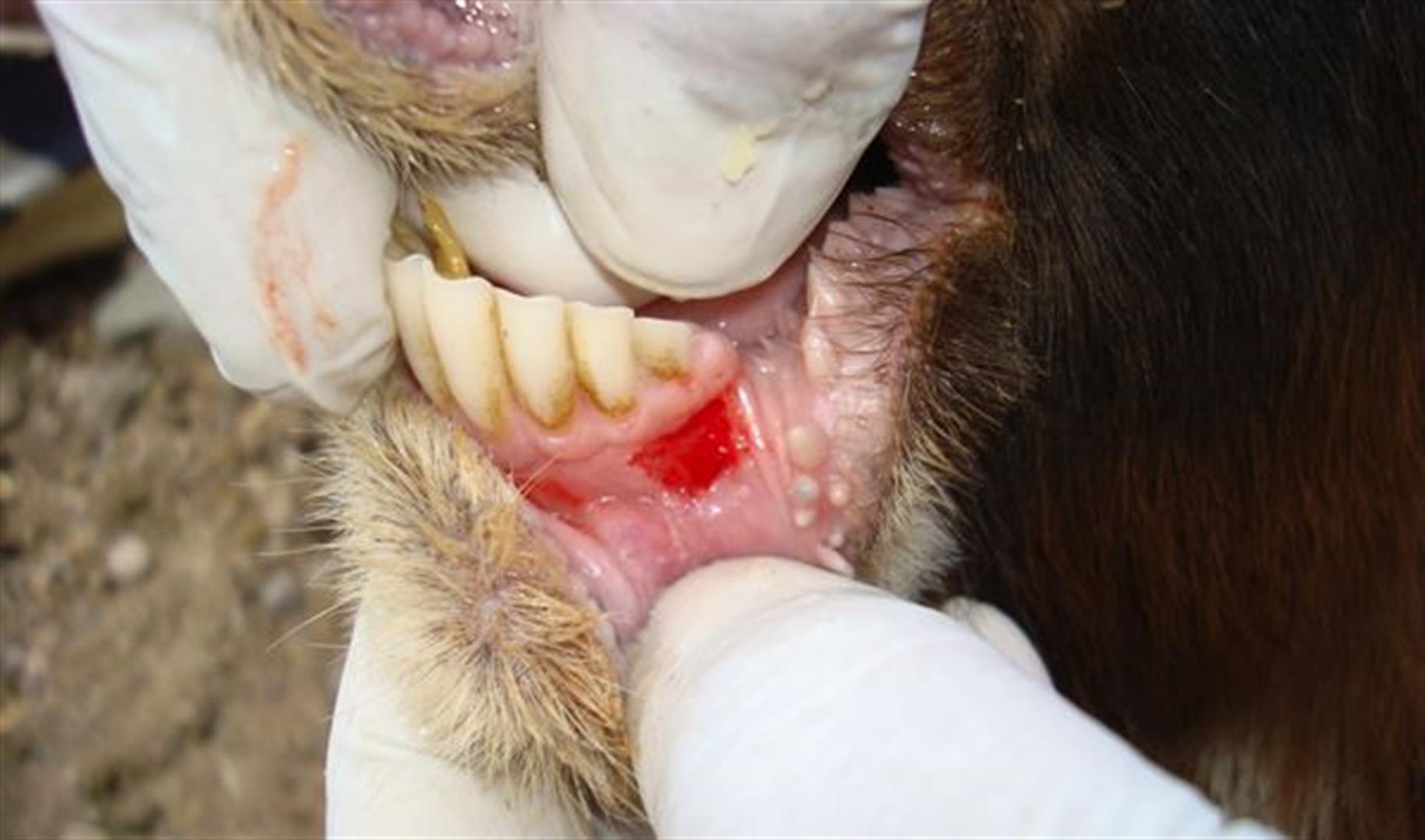 هشدار دامپزشکی خوزستان نسبت به شیوع بیماری تب برفکی در دام‌ها