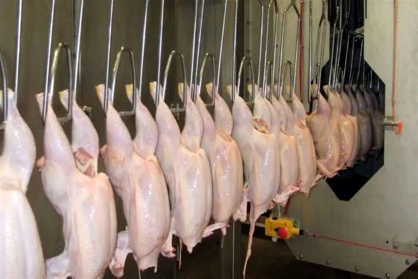 توقیف خودروی حمل مرغ کشتار روز در ایذه به دلیل تخلفات بهداشتی