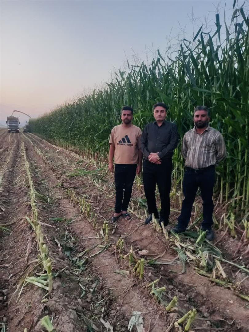 آغاز برداشت محصولات تابستانه در شهرستان ایذه